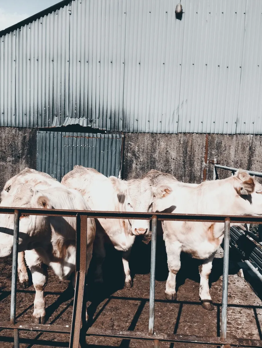Charolais Pure Breed Heifers - Image 1