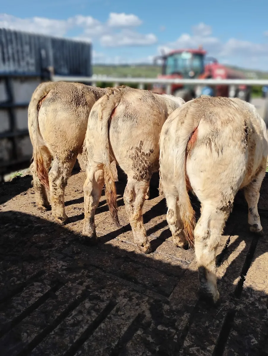 Charolais Pure Breed Heifers - Image 2