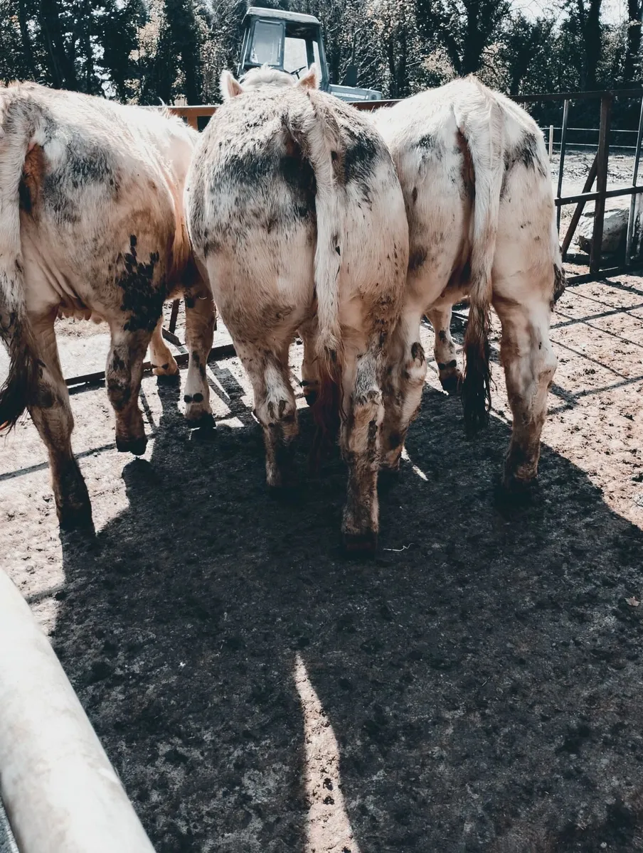 Charolais Pure Breed Heifers - Image 4