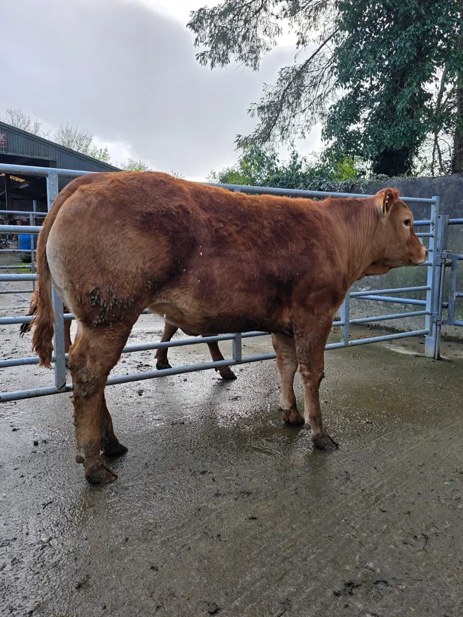 Heifers - Image 1