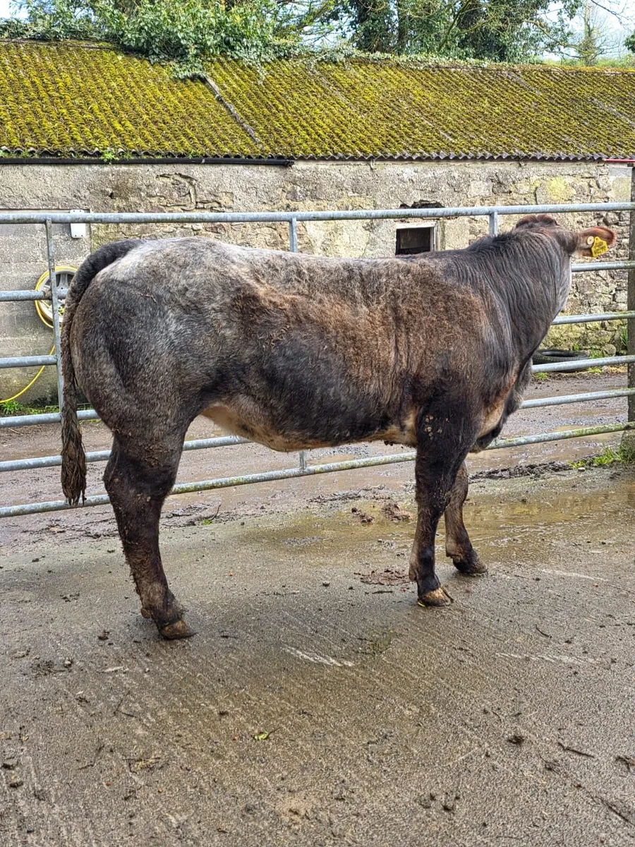 Heifers - Image 2