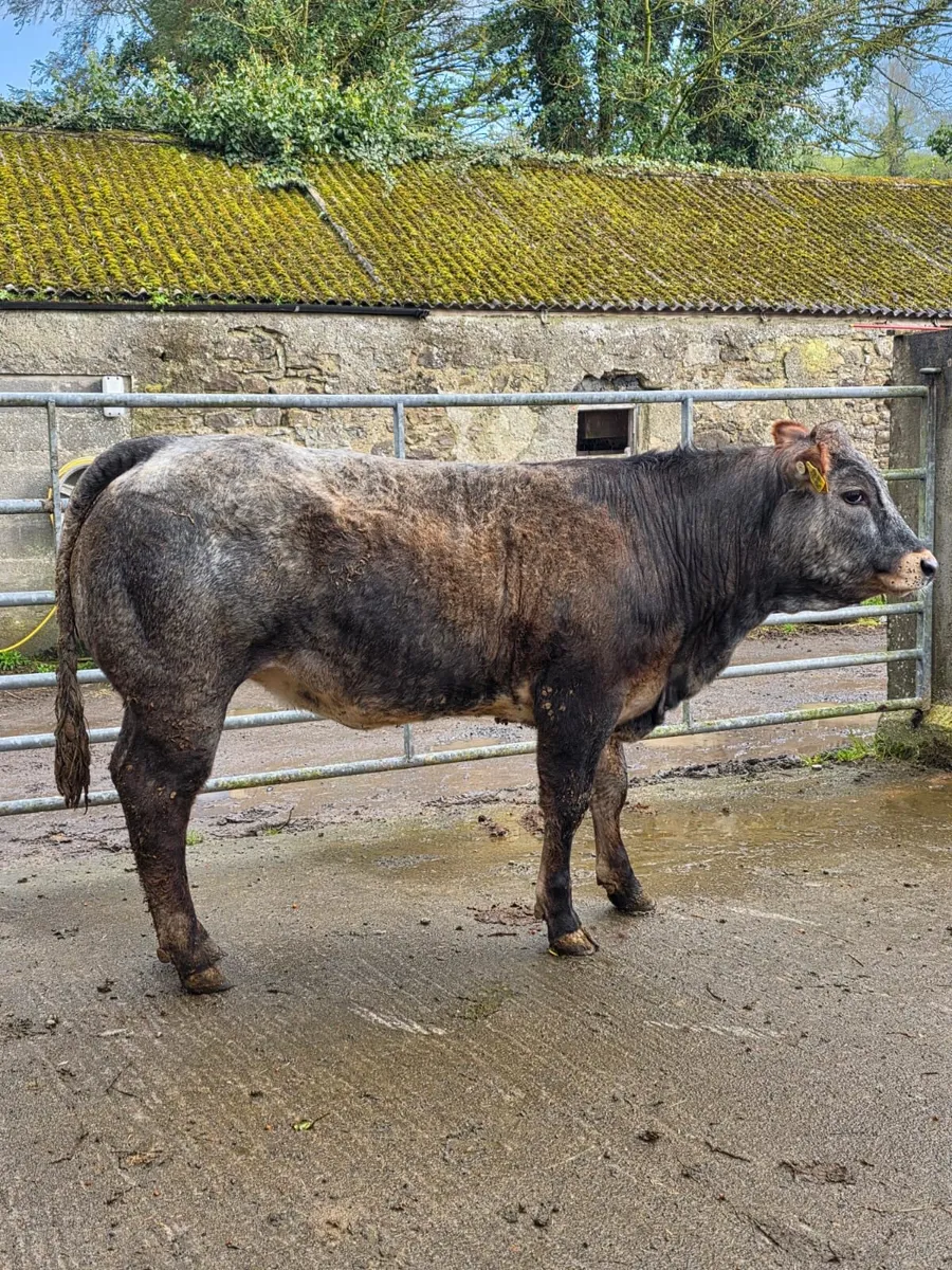 Heifers - Image 3