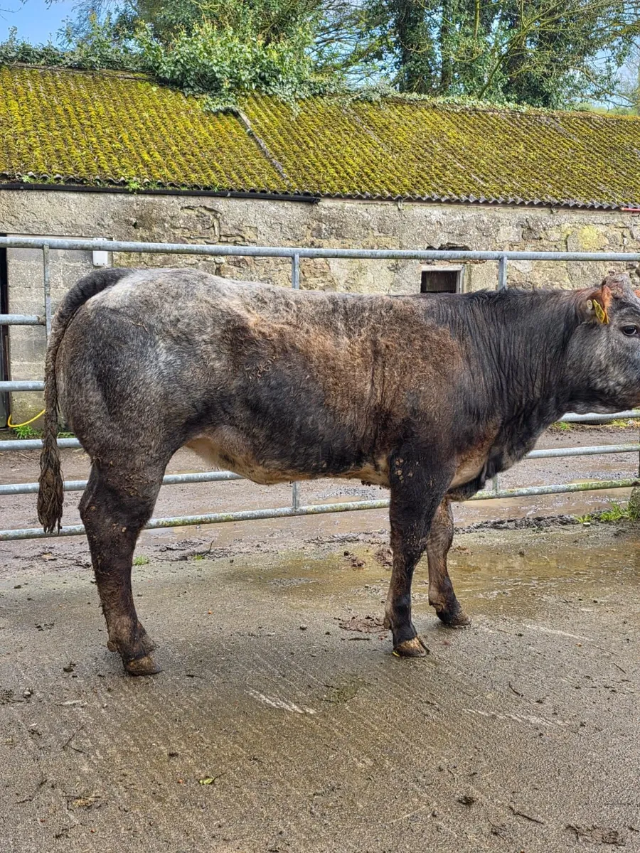 Heifers - Image 4