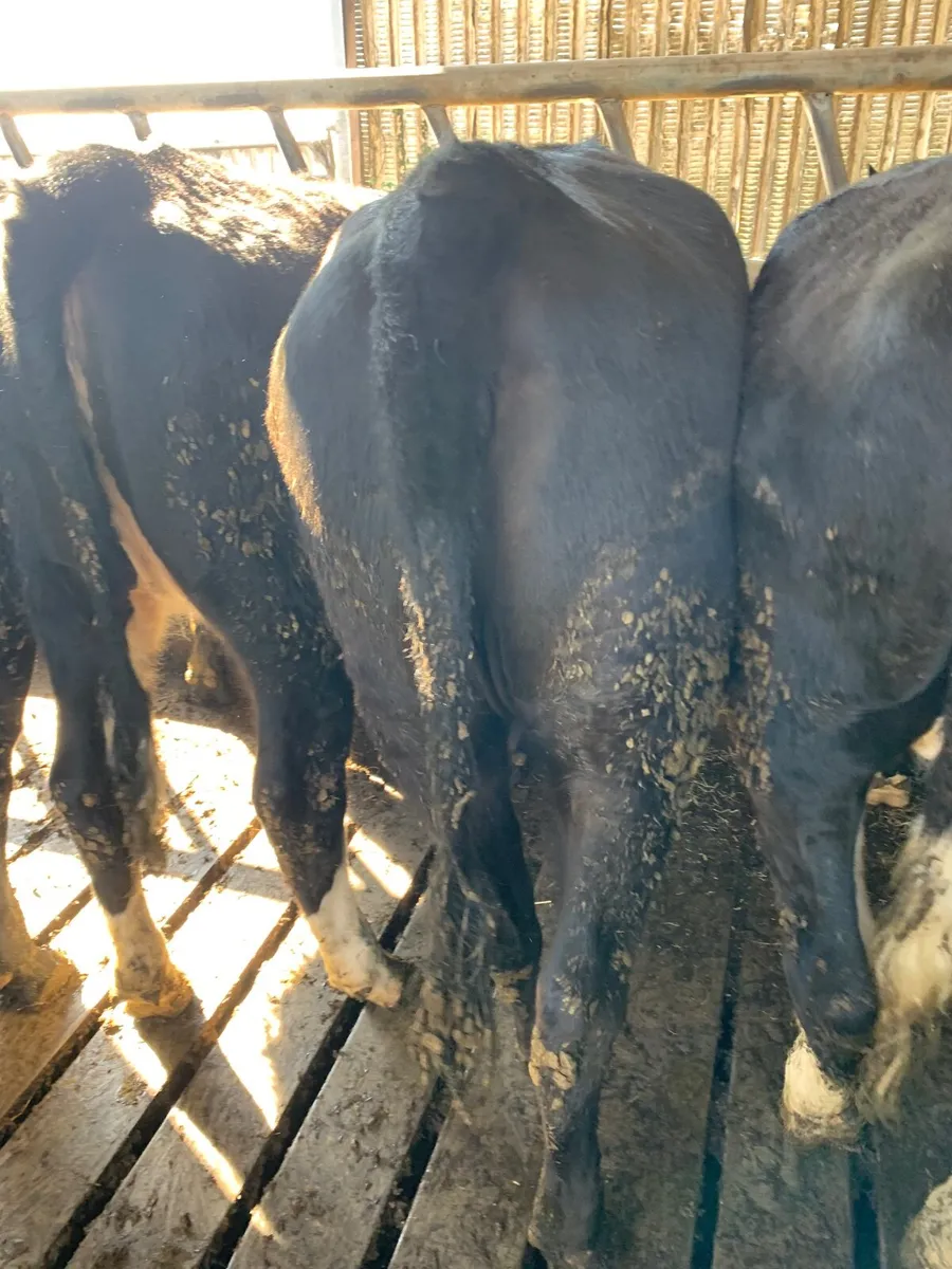 Yearling heifers - Image 1