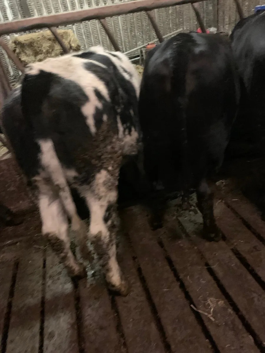 Yearling heifers - Image 2