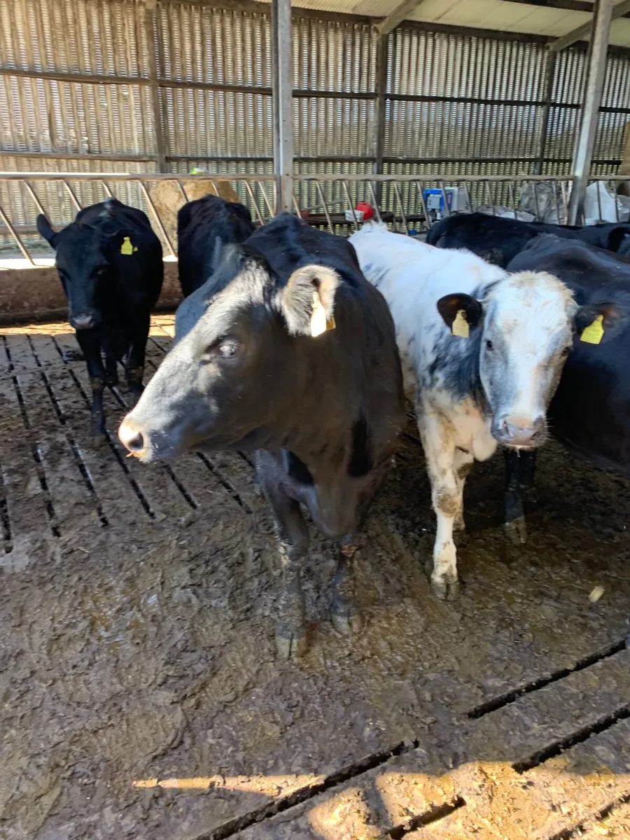 Yearling heifers - Image 4