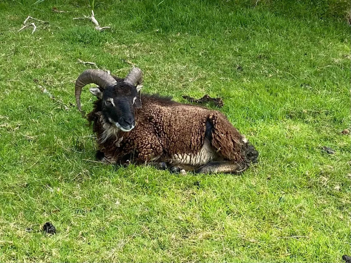 SOAY RAMS FOR SALE - Image 1