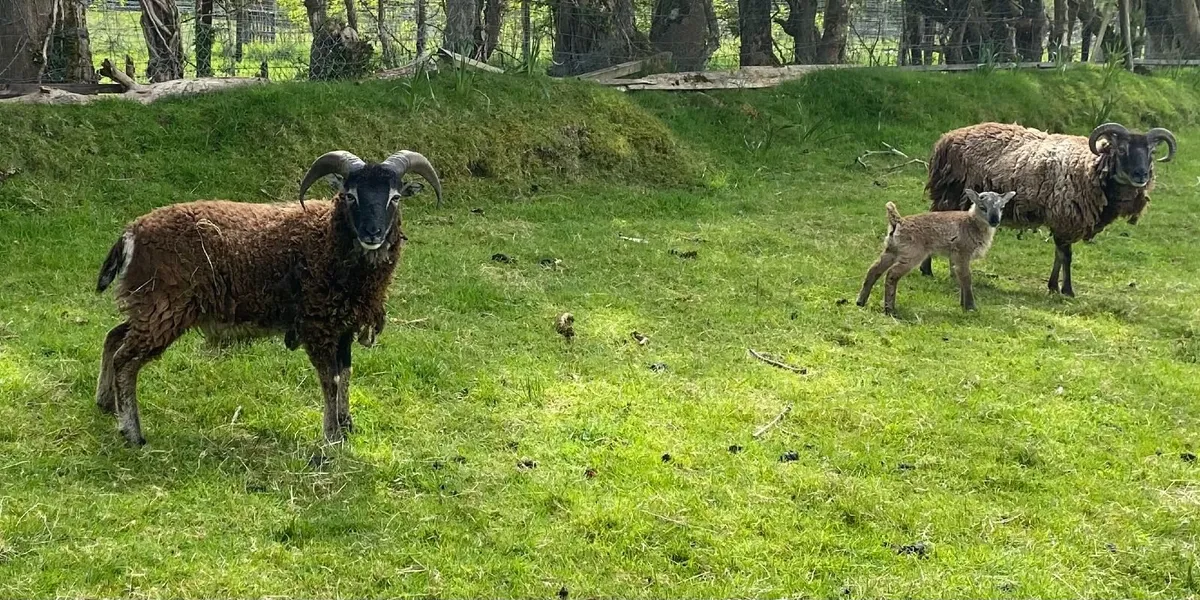 SOAY RAMS FOR SALE - Image 2