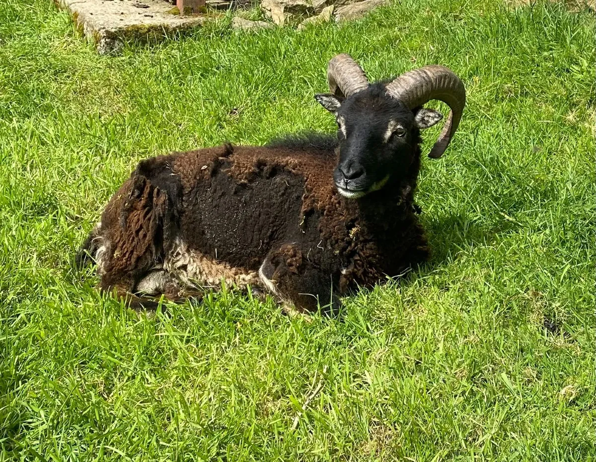 SOAY RAMS FOR SALE - Image 3