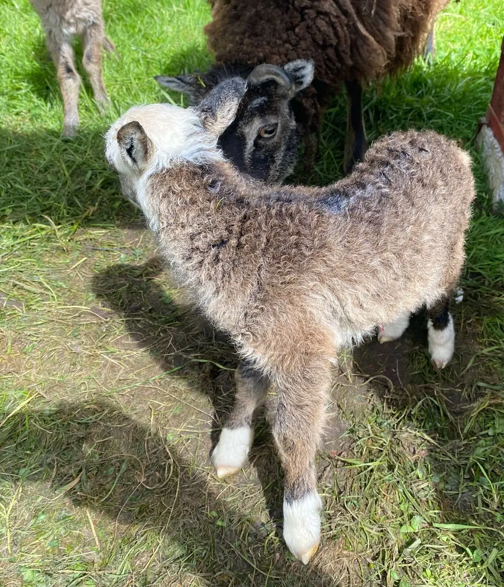 SOAY RAMS FOR SALE - Image 4