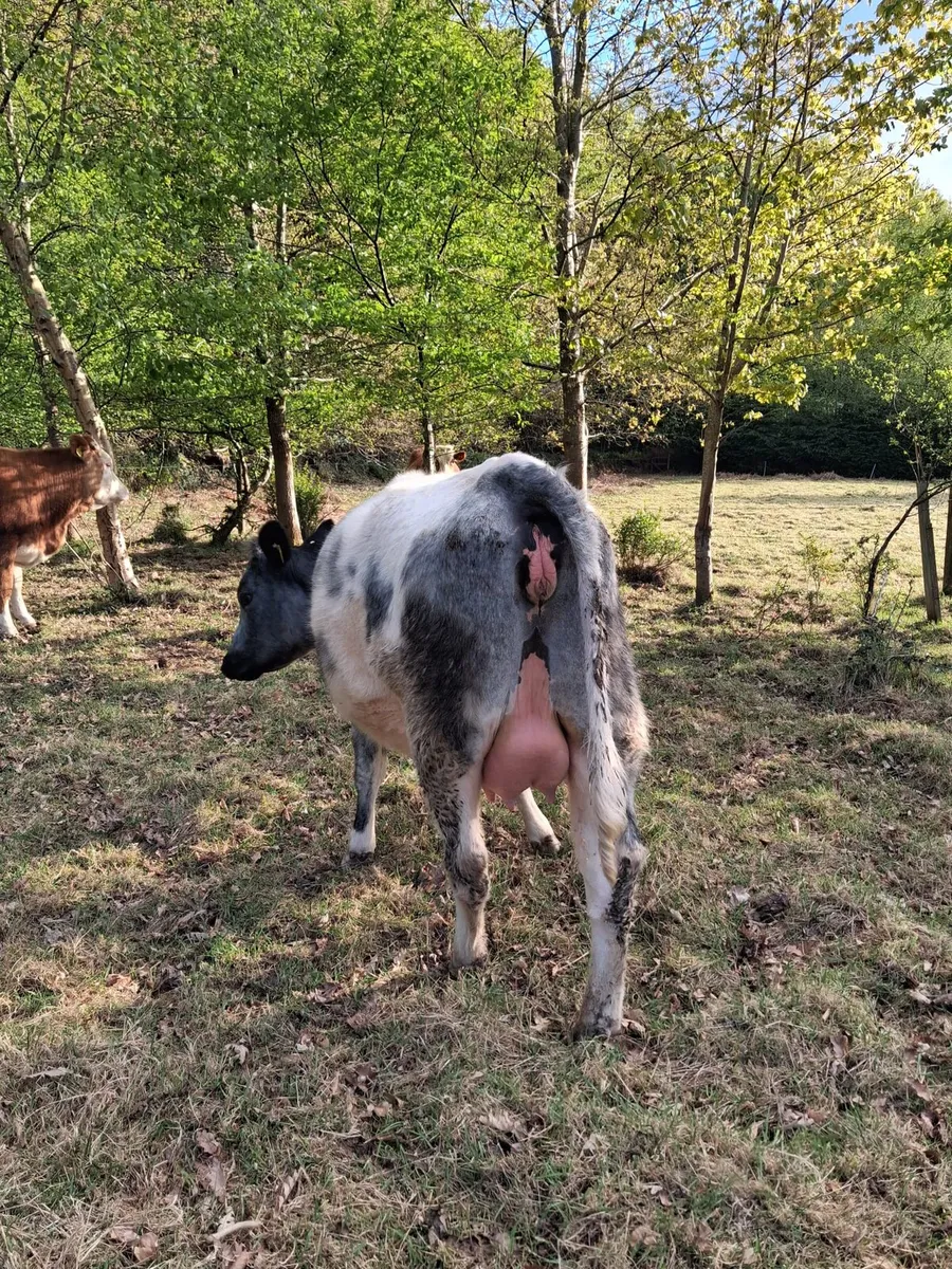 3 springers for blessington - Image 1
