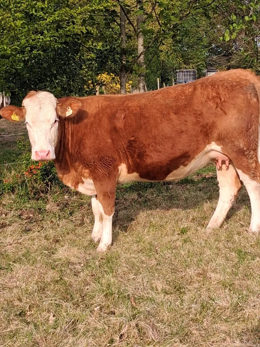 3 springers for blessington - Image 2