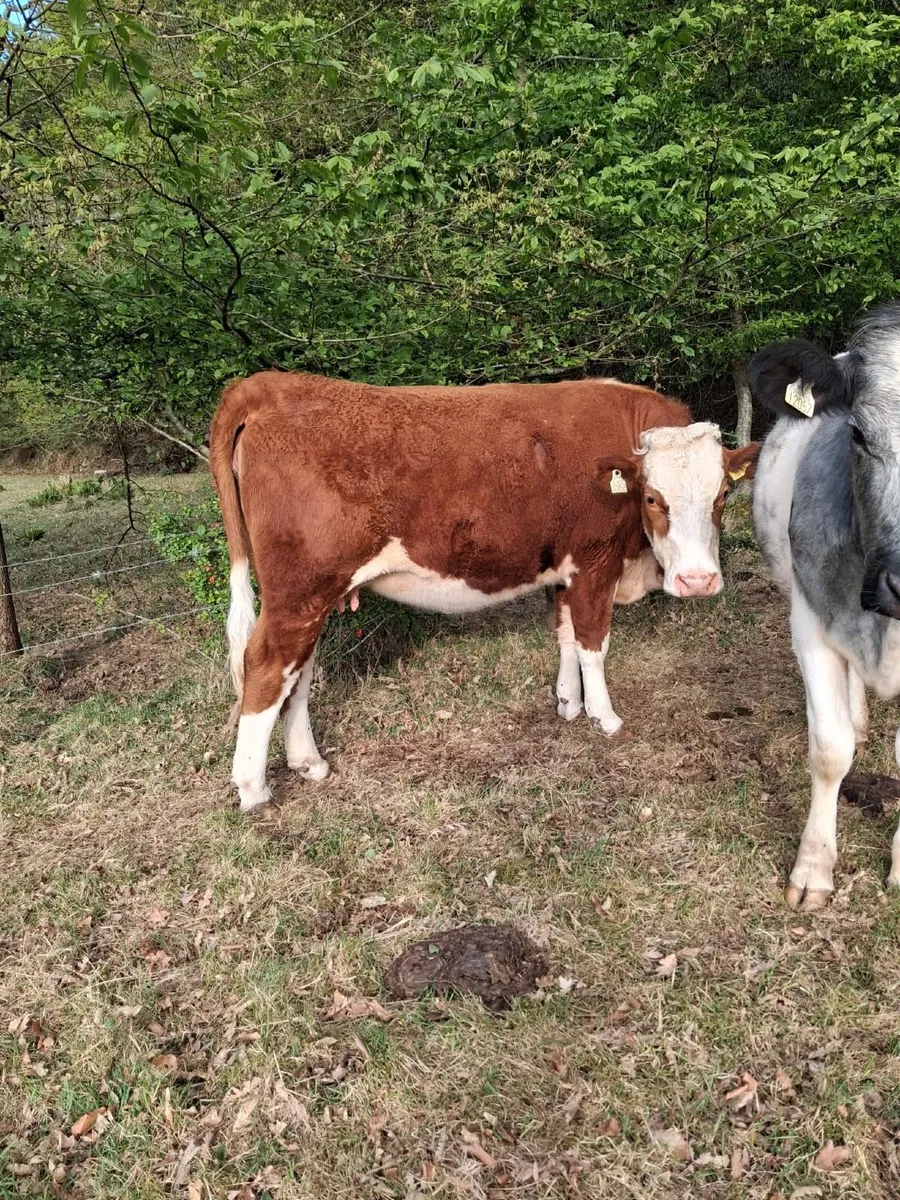 3 springers for blessington - Image 3