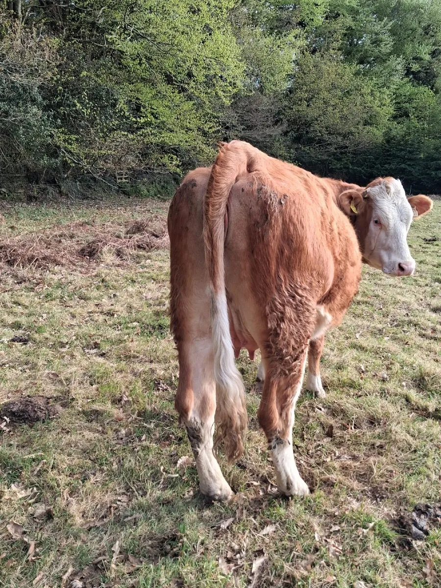 3 springers for blessington - Image 4