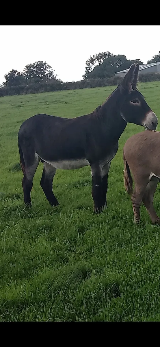 black jack and 10 yr old mare in foal - Image 2