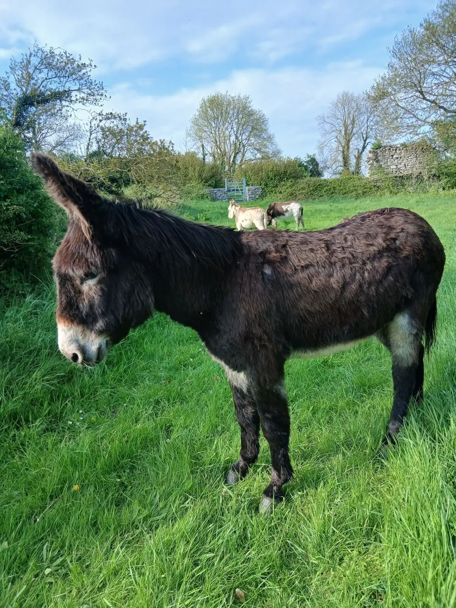 black jack and 10 yr old mare in foal - Image 1