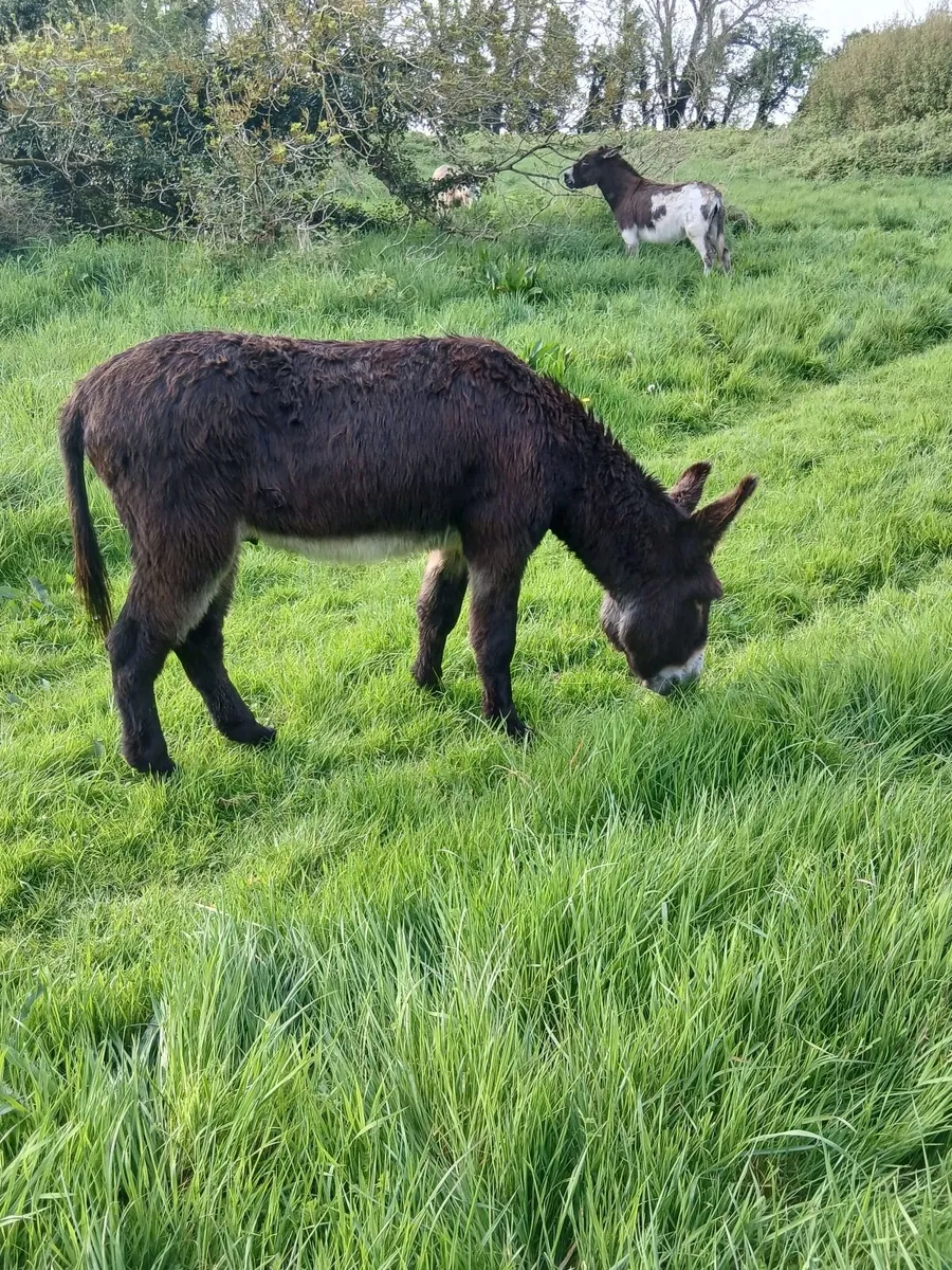 black jack and 10 yr old mare in foal - Image 3