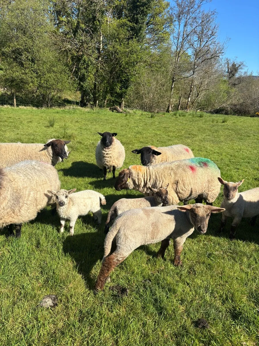 Sheep - Image 1
