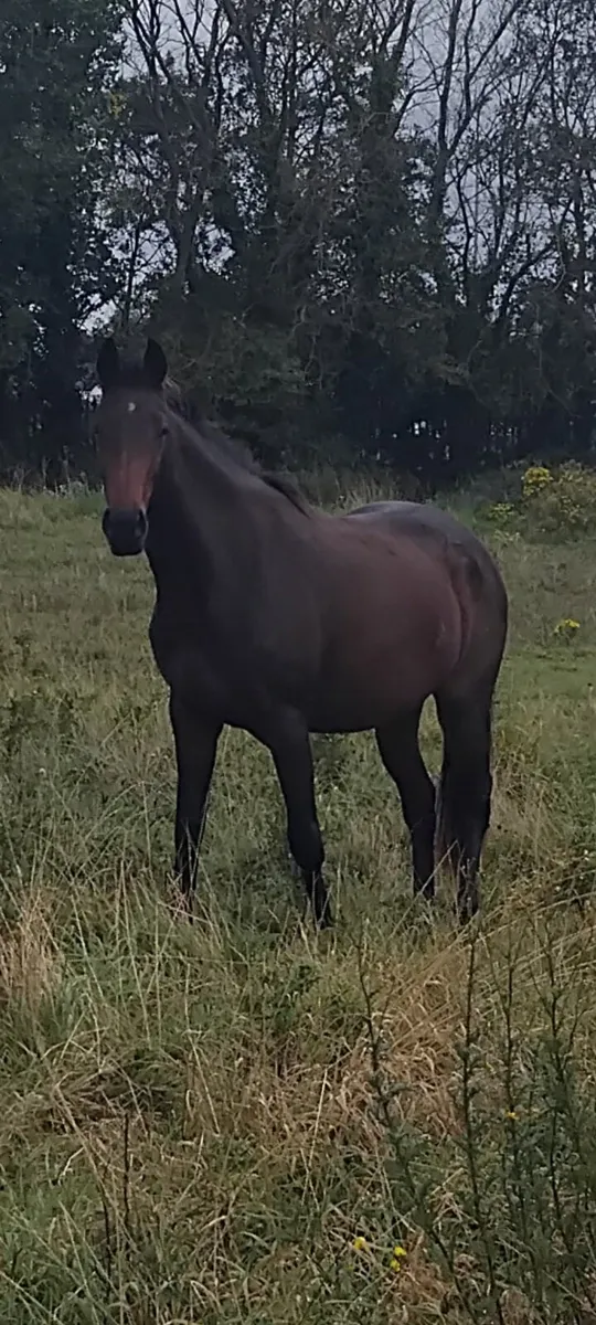 3 YEAR OLD STORE FILLY BY EL SALVADOR X RIVERLASS - Image 1