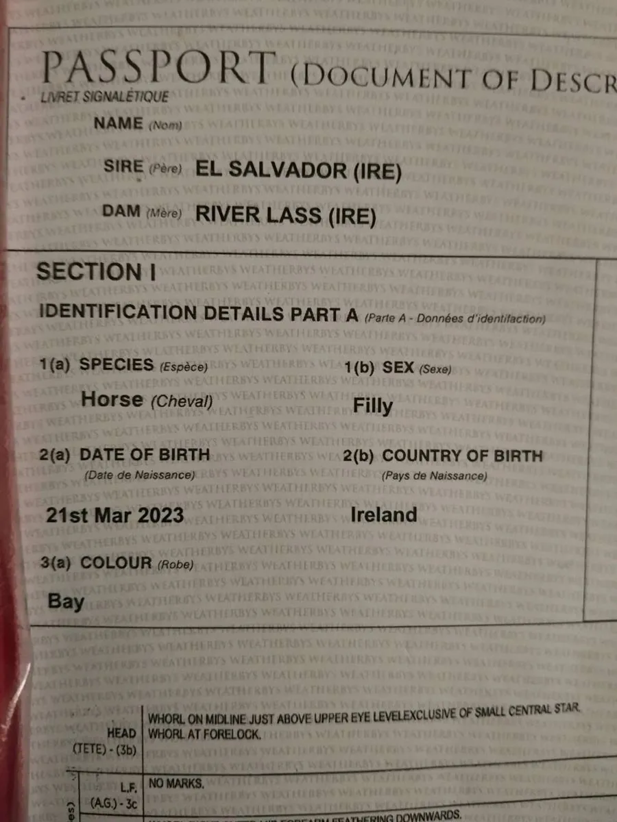 3 YEAR OLD STORE FILLY BY EL SALVADOR X RIVERLASS - Image 2