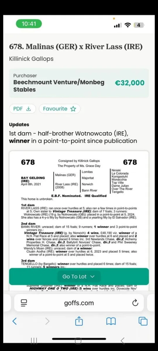 3 YEAR OLD STORE FILLY BY EL SALVADOR X RIVERLASS - Image 3