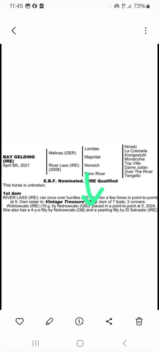 3 YEAR OLD STORE FILLY BY EL SALVADOR X RIVERLASS - Image 4