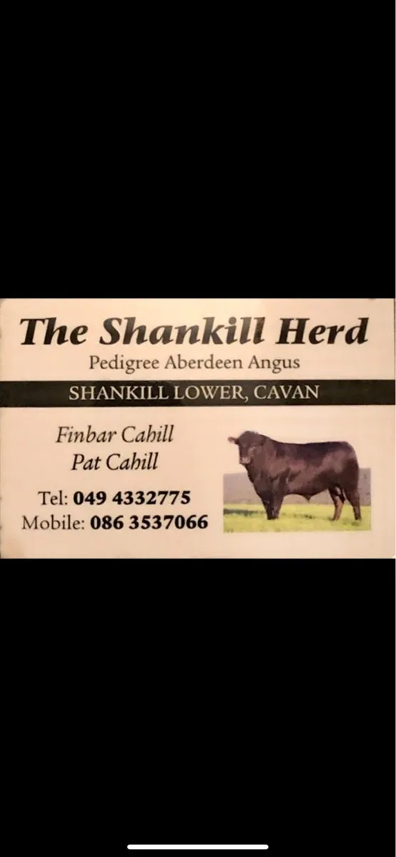 Pedigree Aberdeen Angus bulls