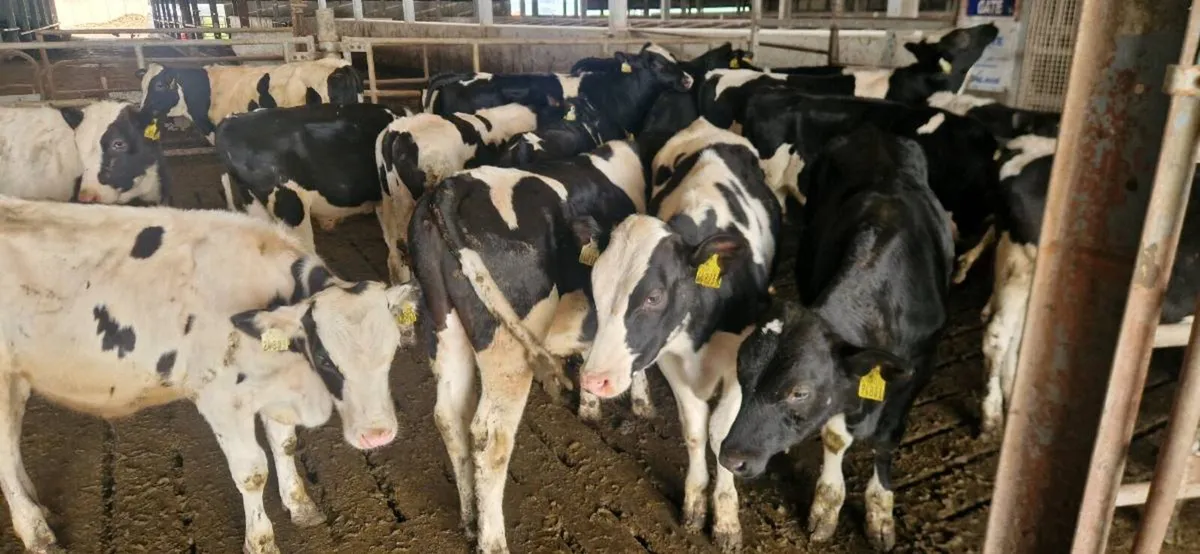 Fr Bull calves - Image 1