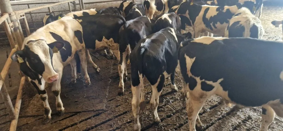Fr Bull calves - Image 2