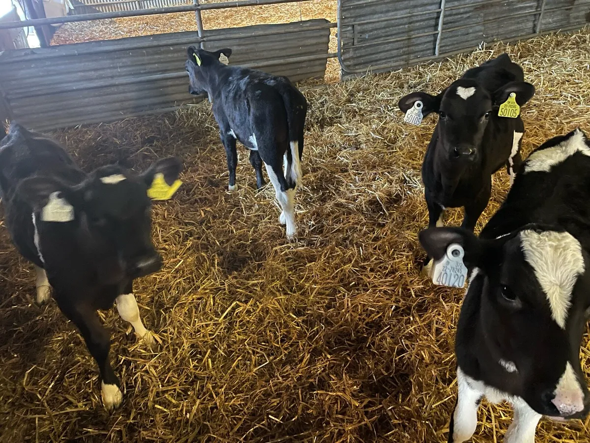 Dairy Heifers - Image 1