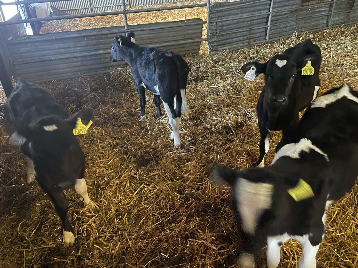 Dairy Heifers - Image 2