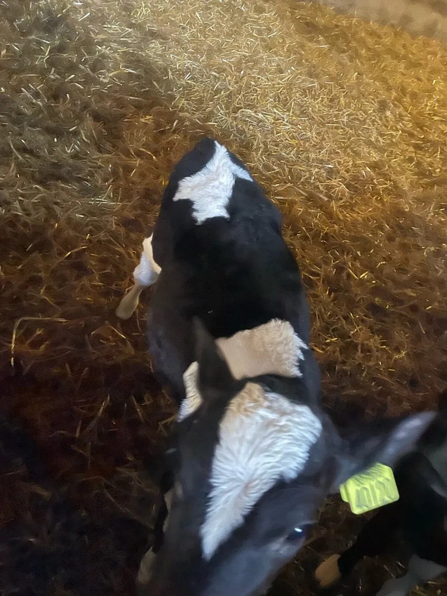 Dairy Heifers - Image 3