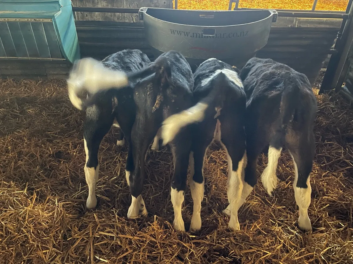 Dairy Heifers - Image 4