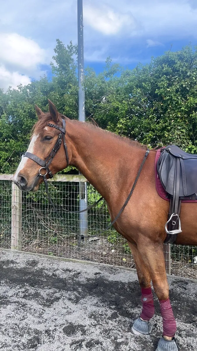 15h Connemara pony - Image 3