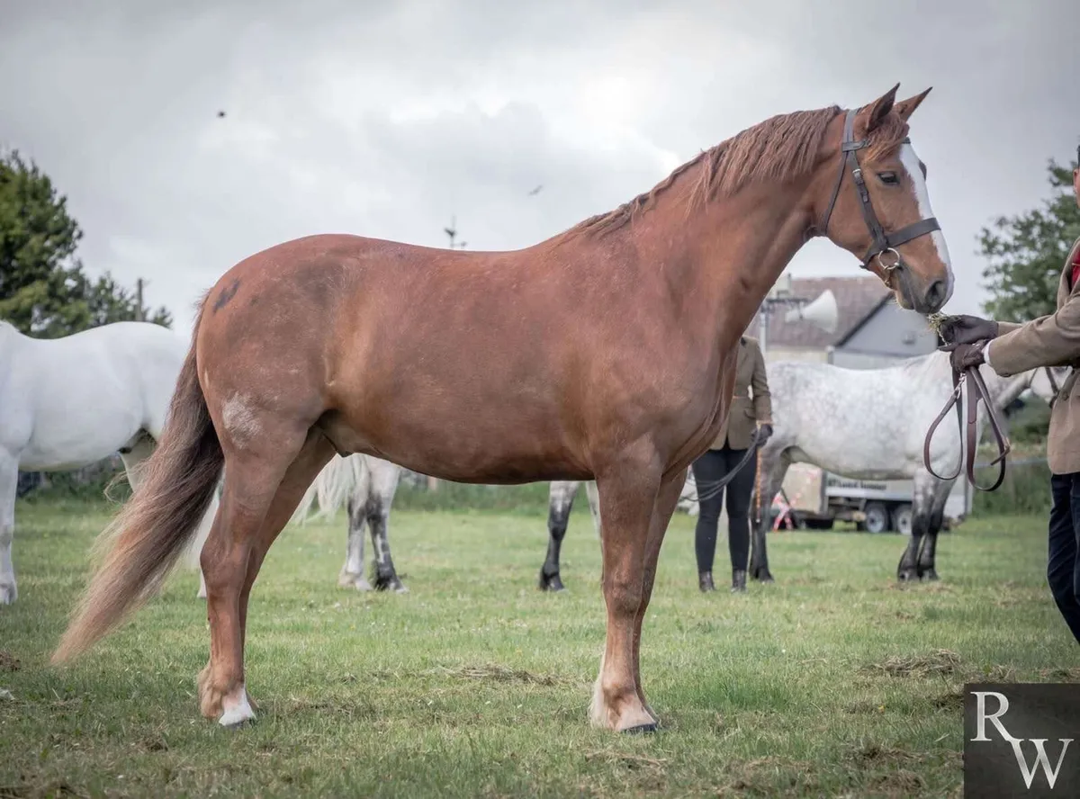 15h Connemara pony - Image 1