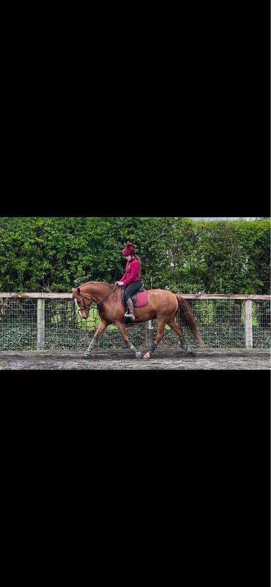 15h Connemara pony - Image 2