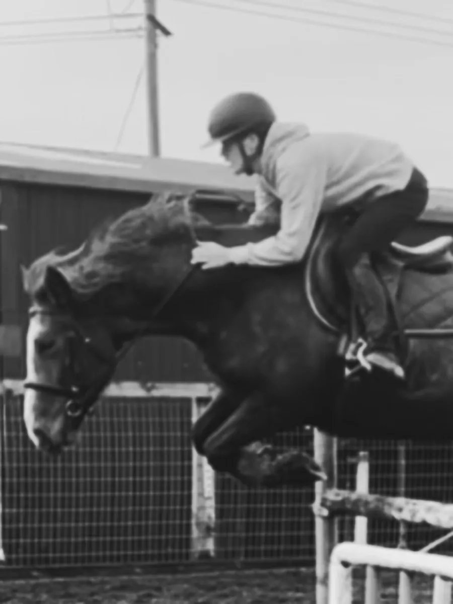 15h Connemara pony - Image 4