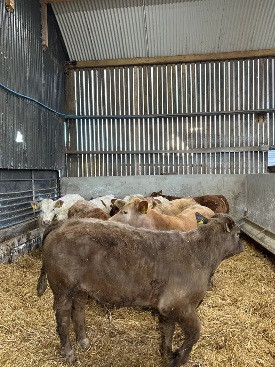 Charolais and lim bullocks - Image 2