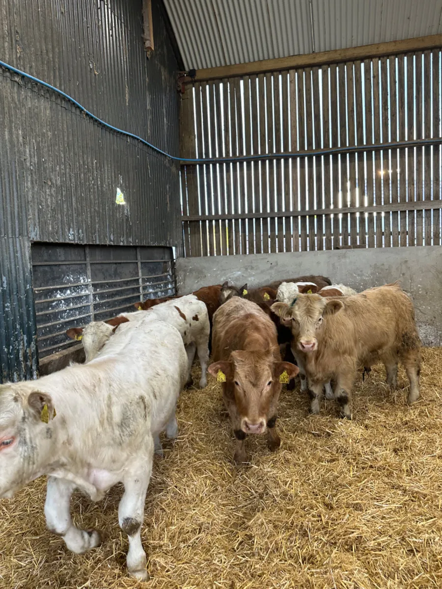 Charolais and lim bullocks - Image 3