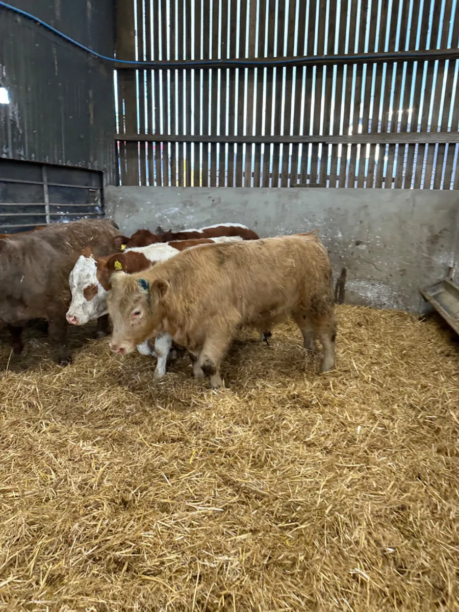 Charolais and lim bullocks - Image 4