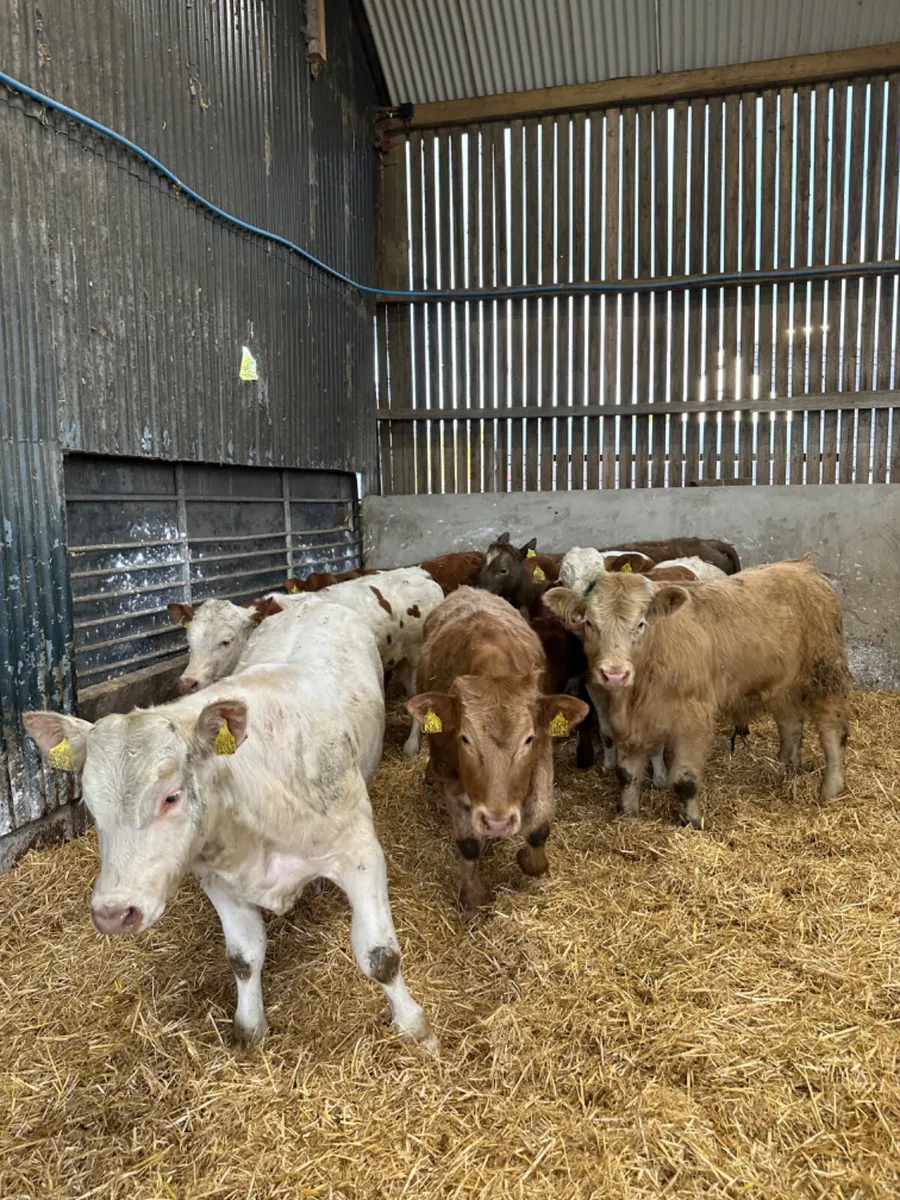 Charolais and lim bullocks - Image 1