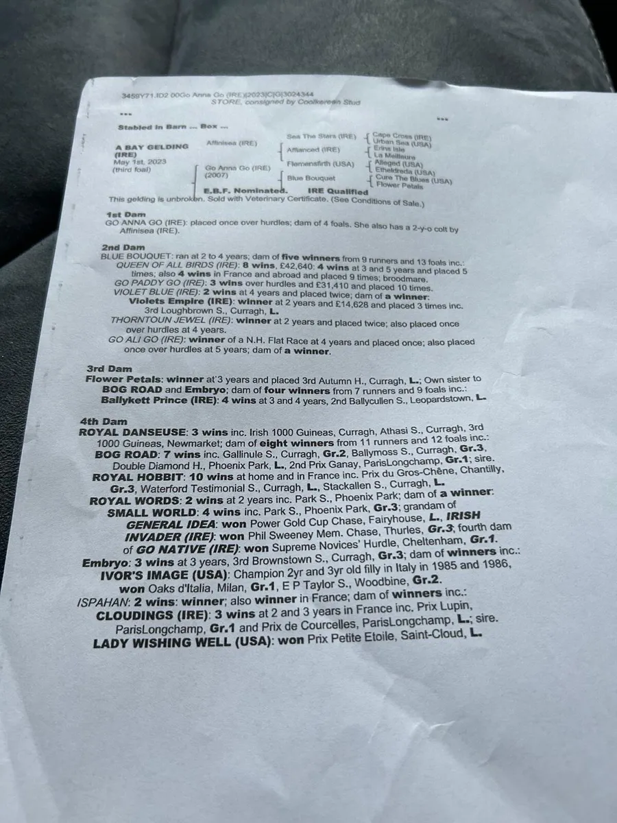 Dylan Thomas Mare - Image 2