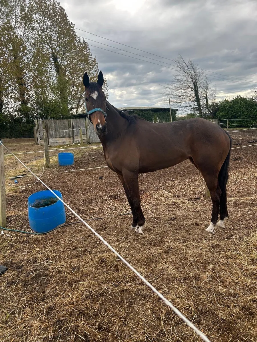 Dylan Thomas Mare - Image 1