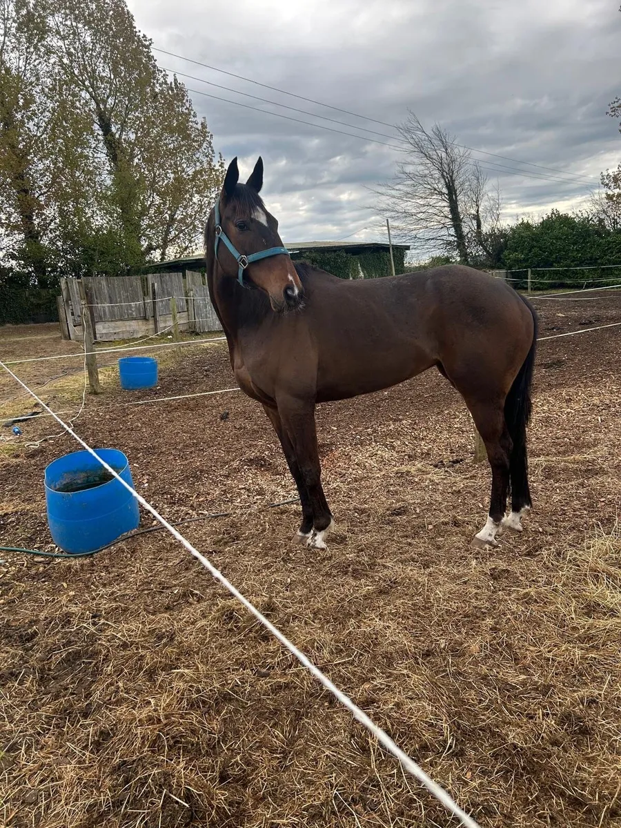 Dylan Thomas Mare - Image 3