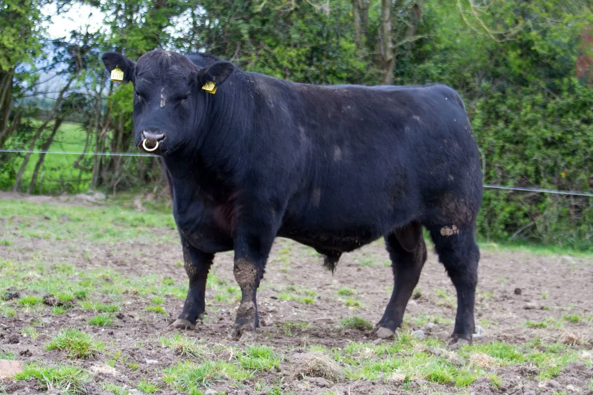 Angus bulls  - Fertility tested