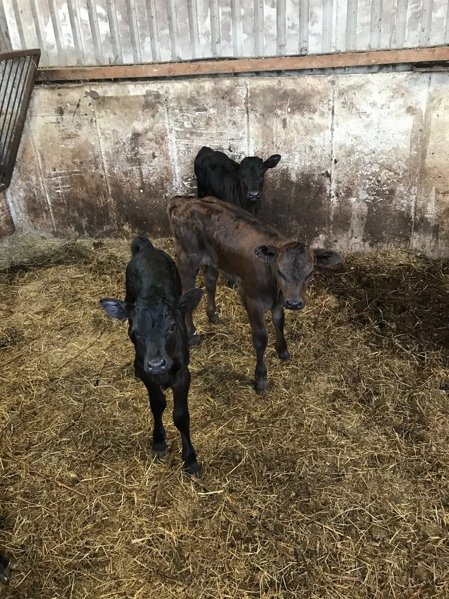 Calves - Image 1