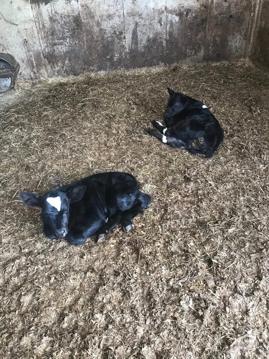 Calves - Image 3
