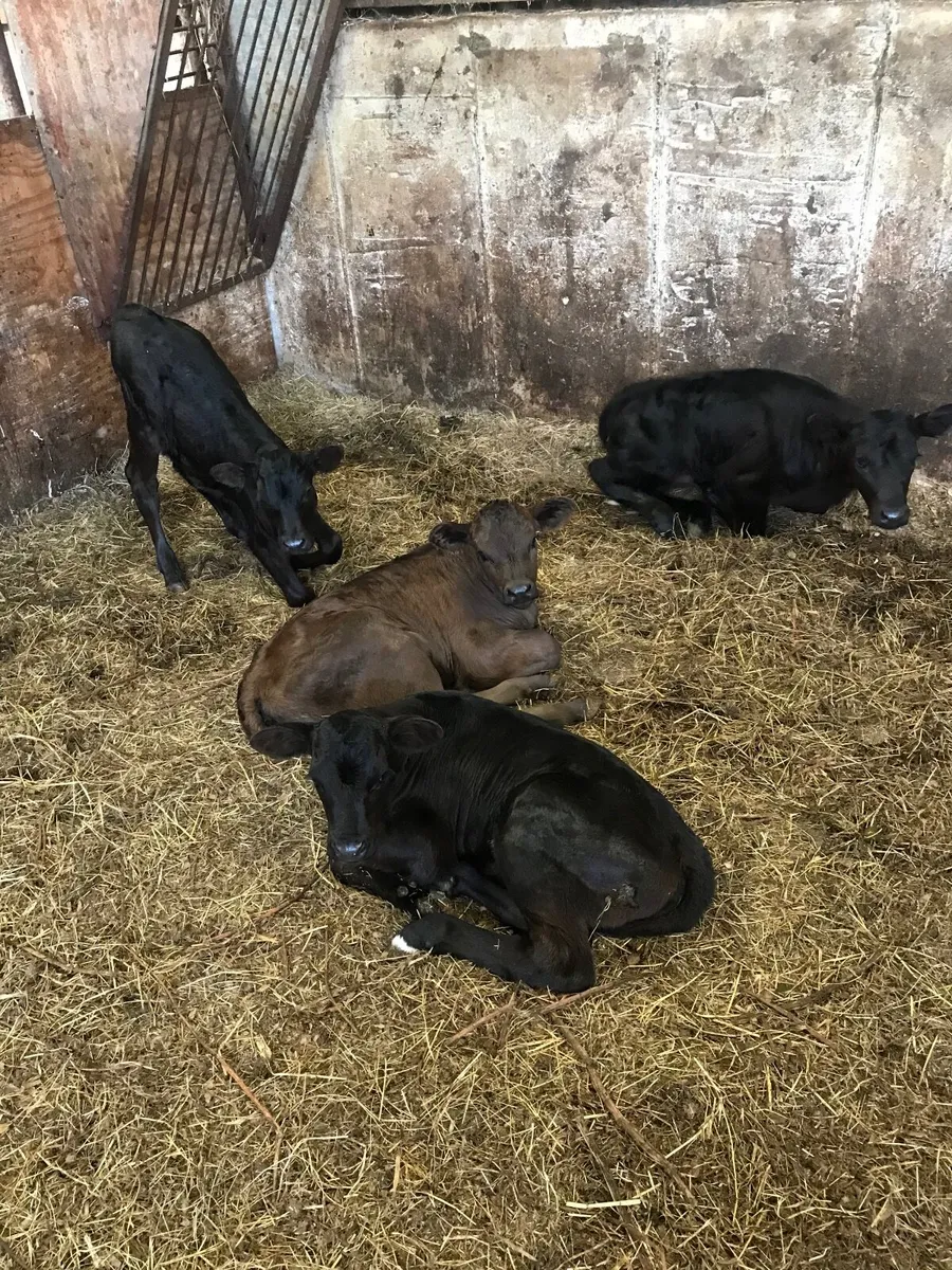 Calves - Image 2