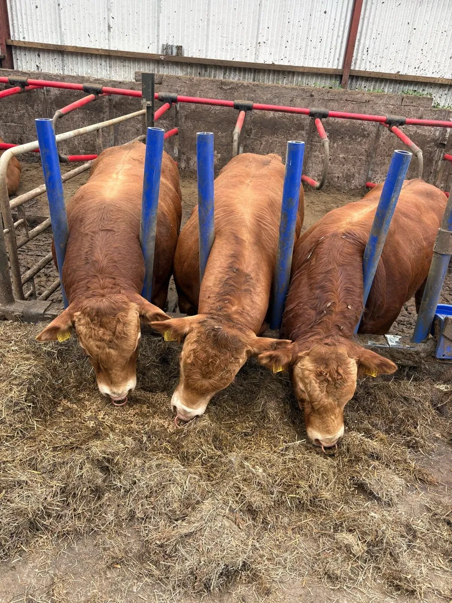 Selection of PBR lim Bulls and 1 Hybrid bull - Image 1