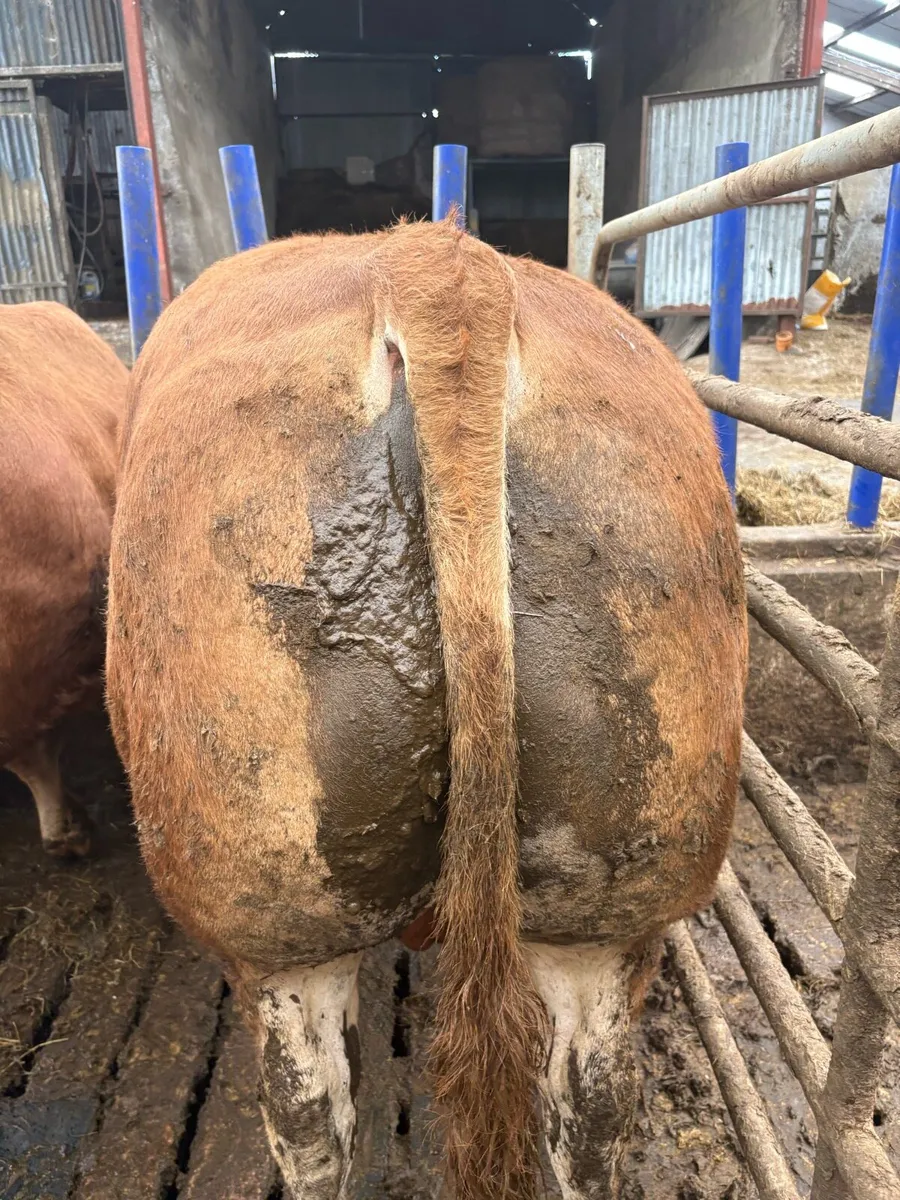 Selection of PBR lim Bulls and 1 Hybrid bull - Image 2